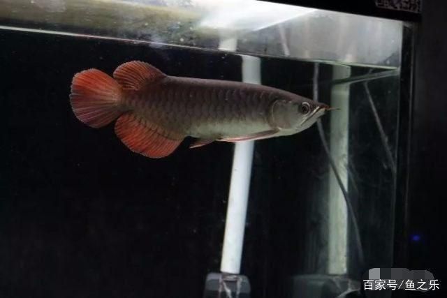 龍魚發(fā)色階段詳解，龍魚發(fā)色階段是其生命周期中的一個重要過程，龍魚發(fā)色維護技巧 龍魚百科 第5張