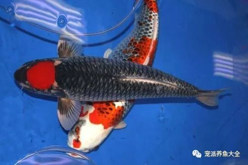 丹頂錦鯉魚(yú)，丹頂錦鯉魚(yú)的飲食結(jié)構(gòu)解析丹頂錦鯉的飲食結(jié)構(gòu)解析