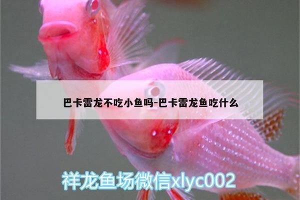 巴卡雷龍魚日常飲食搭配建議，巴卡雷龍魚最佳飼料品牌推薦，如何判斷巴卡雷龍魚營養(yǎng)均衡