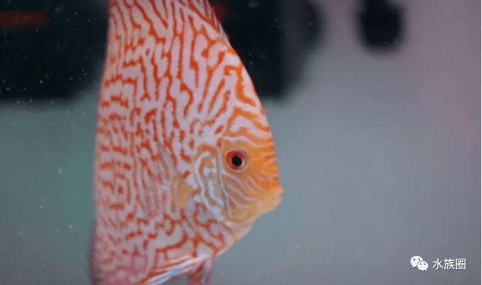 七彩神仙魚飼料自制漢堡食譜，七彩神仙魚飼料保存方法