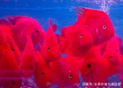 財神鸚鵡魚最佳飼養(yǎng)環(huán)境，財神鸚鵡魚最佳飼養(yǎng)環(huán)境需要綜合考慮溫度、換水頻率 觀賞魚市場（混養(yǎng)魚） 第5張