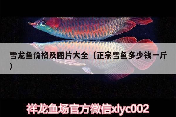 觀賞魚論壇雪龍魚討論，雪龍魚市場價格波動原因