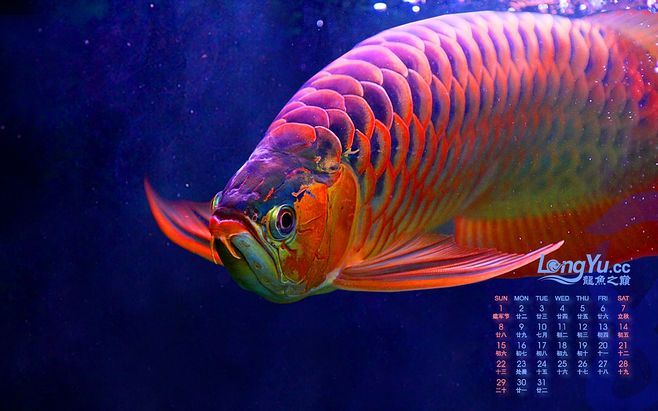 龍魚兜嘴照片對比，龍魚兜嘴病因專業(yè)解析龍魚兜嘴病因專業(yè)解析龍魚兜嘴病因專業(yè)解析