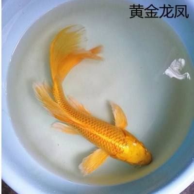 龍鳳鯉魚(yú)的風(fēng)水作用，龍鳳鯉魚(yú)在風(fēng)水學(xué)中具有豐富風(fēng)水意義和健康益處的生物