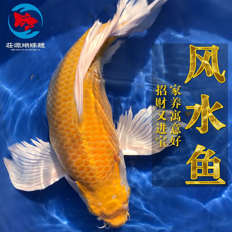 龍鳳鯉魚的風水作用，龍鳳鯉魚在風水學中具有豐富風水意義和健康益處的生物 觀賞魚市場（混養(yǎng)魚） 第4張