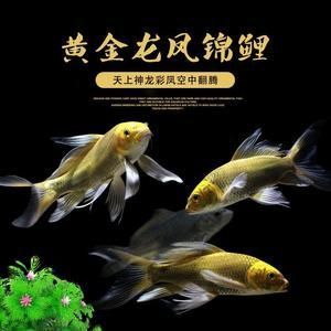 龍鳳鯉魚的風水作用，龍鳳鯉魚在風水學中具有豐富風水意義和健康益處的生物 觀賞魚市場（混養(yǎng)魚） 第5張