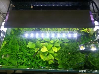 全光譜LED燈對(duì)水草的具體好處，全光譜led燈在水草養(yǎng)殖中具有顯著的好處 觀賞魚市場(chǎng)（混養(yǎng)魚） 第4張