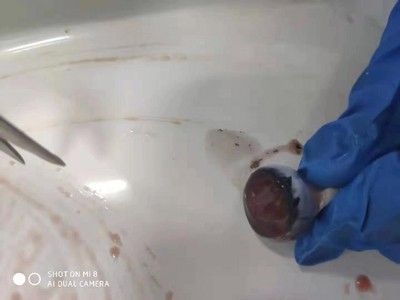 龍魚死亡是什么征兆 龍魚百科 第4張