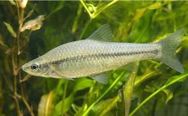 巴西亞魚繁殖期飼料選擇，巴西亞魚繁殖期飼料搭配技巧巴西亞魚繁殖期飼料搭配技巧 觀賞魚市場（混養(yǎng)魚） 第4張