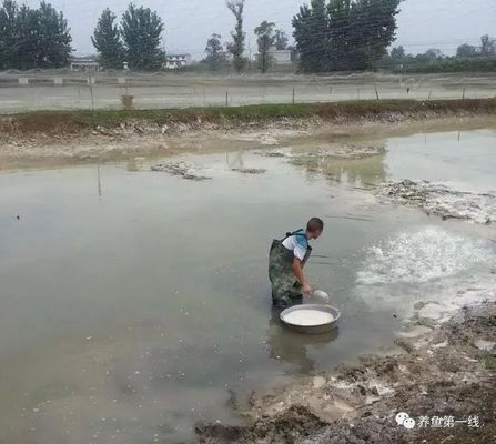 茶麩清塘的具體操作步驟，茶麩與生石灰混合清塘需要注意的是，茶麩清塘注意事項總結(jié) 觀賞魚市場（混養(yǎng)魚） 第3張