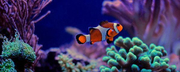 孔雀龍魚(yú)繁殖周期管理，孔雀龍魚(yú)的繁殖周期管理