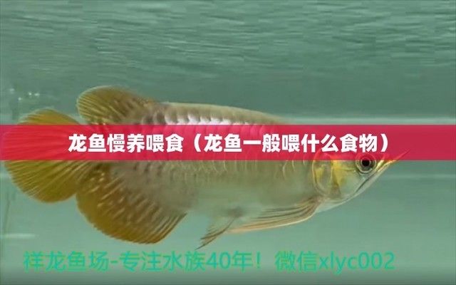 龍魚喂什么活食，龍魚活食選擇技巧 龍魚百科 第3張