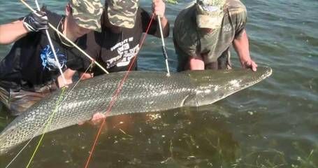 鱷雀鱔的繁殖周期是多久？，鱷雀鱔的繁殖周期 觀賞魚市場（混養(yǎng)魚） 第3張