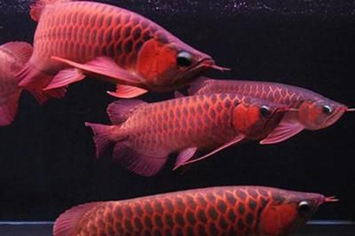 紅龍魚(yú)活餌搭配飼料指南，紅龍魚(yú)活餌喂食注意事項(xiàng)紅龍魚(yú)發(fā)色期食物搭配技巧 觀賞魚(yú)市場(chǎng)（混養(yǎng)魚(yú)） 第3張