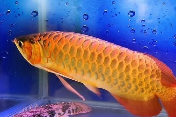 金龍魚魚苗哪里可以買到，購(gòu)買金龍魚魚苗有哪些途徑