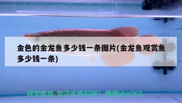 金色雷龍魚多少錢一條啊，金色雷龍魚價(jià)格大致在幾百到幾千元之間的價(jià)格大致范圍 龍魚百科 第5張