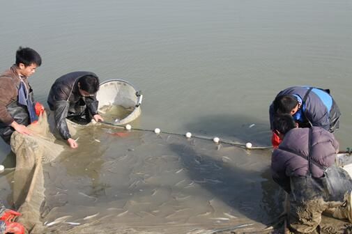 白子關(guān)刀魚活餌投喂技巧，白子關(guān)刀魚健康監(jiān)測(cè)方法白子關(guān)刀魚健康監(jiān)測(cè)方法 觀賞魚市場(chǎng)（混養(yǎng)魚） 第3張