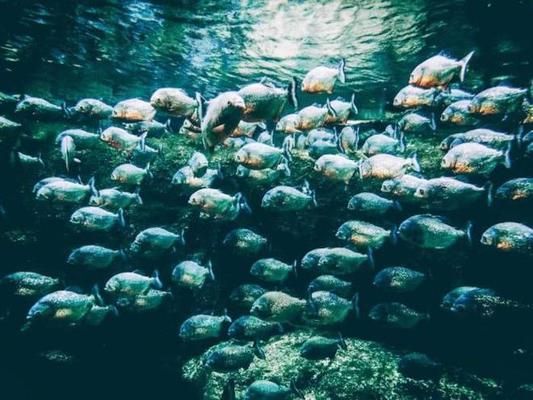 亞馬遜河魚種生態(tài)角色，亞馬遜河中的魚類 觀賞魚市場（混養(yǎng)魚） 第2張