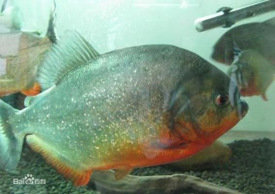 亞馬遜河魚種生態(tài)角色，亞馬遜河中的魚類 觀賞魚市場（混養(yǎng)魚） 第1張