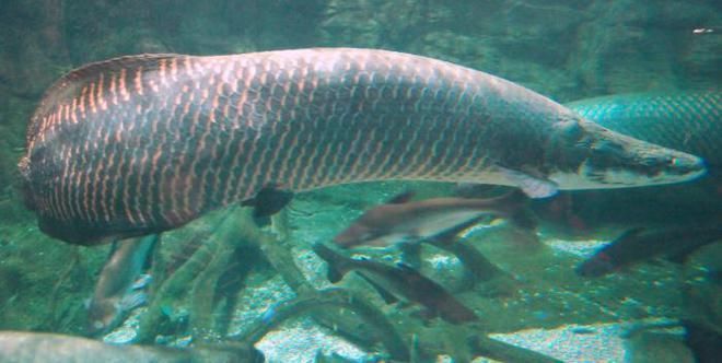 亞馬遜河魚種生態(tài)角色，亞馬遜河中的魚類 觀賞魚市場（混養(yǎng)魚） 第3張