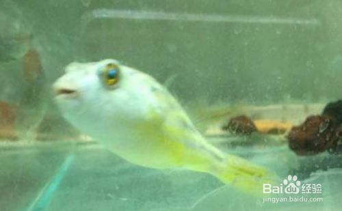 斑馬狗頭魚幼魚飼料選擇，斑馬狗頭魚飼料品牌推薦 觀賞魚市場（混養(yǎng)魚） 第3張