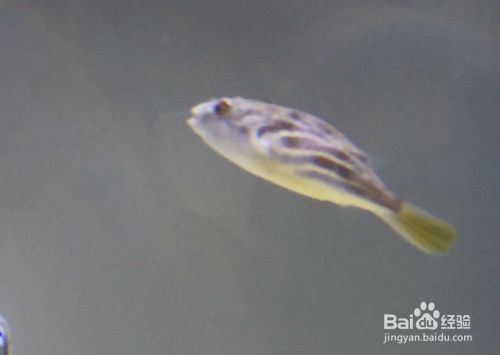 斑馬狗頭魚幼魚飼料選擇，斑馬狗頭魚飼料品牌推薦 觀賞魚市場（混養(yǎng)魚） 第4張