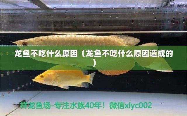 龍魚不吃東西是怎么回事兒，龍魚不吃東西可能是由多種原因?qū)е碌? title=