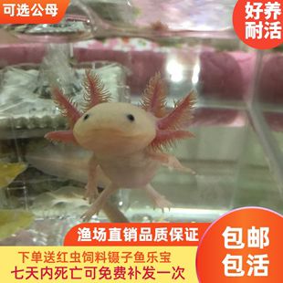 金龍魚禮品卡客服電話是多少，金龍魚禮品卡使用指南 龍魚百科 第4張