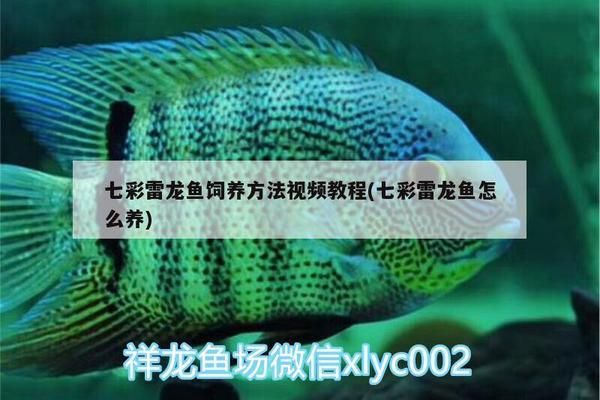 雷龍魚適宜的水體大小，雷龍魚適宜的水體大小至少120升，雷龍魚飼料選擇指南 觀賞魚市場（混養(yǎng)魚） 第5張