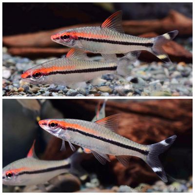 紅眉道人魚苗飼料品牌推薦，一眉道人魚苗飼料配方紅眉道人魚苗飼料品牌評(píng)價(jià) 觀賞魚市場(chǎng)（混養(yǎng)魚） 第5張