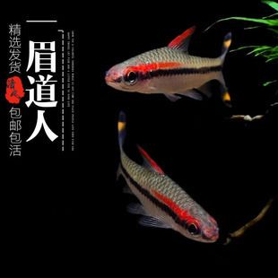 紅眉道人魚苗飼料品牌推薦，一眉道人魚苗飼料配方紅眉道人魚苗飼料品牌評(píng)價(jià) 觀賞魚市場(chǎng)（混養(yǎng)魚） 第3張