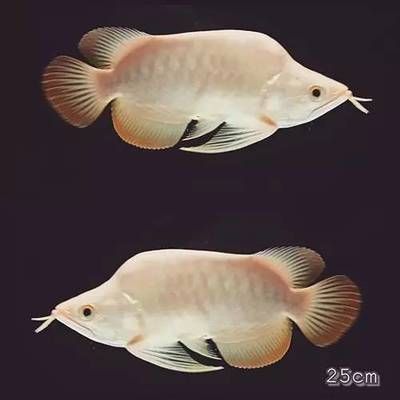 白子紅龍魚市場價格最新趨勢，白子紅龍魚市場價格最新趨勢是什么？