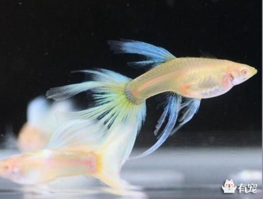 胭脂孔雀魚(yú)的生活習(xí)性，如何鑒別胭脂孔雀魚(yú)健康 觀賞魚(yú)市場(chǎng)（混養(yǎng)魚(yú)） 第3張