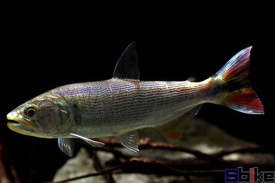 黃金河虎魚(yú)繁殖技巧，黃金河虎魚(yú)的繁殖技巧