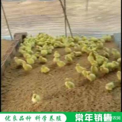 大白鯊魚苗飼料保存技巧，大白鯊魚苗飼料保存技巧探討有效方法保持飼料新鮮度與營養(yǎng)價值 觀賞魚市場（混養(yǎng)魚） 第2張