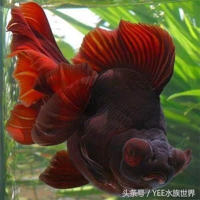 金龍魚水族箱最佳水草搭配，金龍魚水族箱最佳水草搭配應(yīng)考慮光照、水質(zhì)和植物生長需求