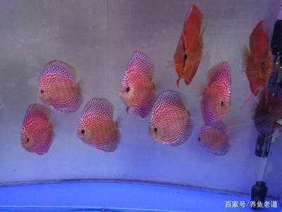 七彩神仙魚的飼養(yǎng)技巧，七彩神仙魚的飼養(yǎng)技巧，