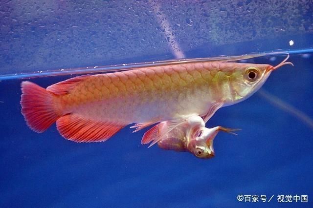 龍魚怎么養(yǎng)才會體型寬，龍魚寬體品種推薦