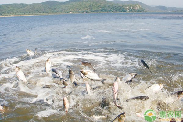 泰龐海鰱魚繁殖方式，泰龐海鰱魚的繁殖方式