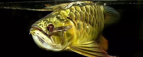 龍魚食物排行榜前十名，龍魚食物排行榜前十名，龍魚飼料選擇技巧，龍魚健康飲食誤區(qū) 龍魚百科 第3張