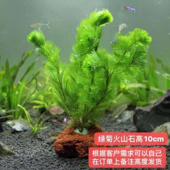 紅龍魚吃什么激素可以上色呢，紅龍魚上色激素使用方法 水族問答