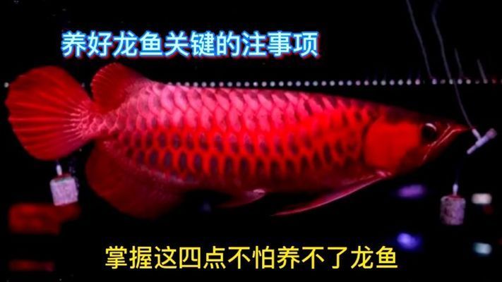 龍魚好不好養(yǎng)活一點(diǎn)，龍魚的飼養(yǎng)方法 龍魚百科 第5張