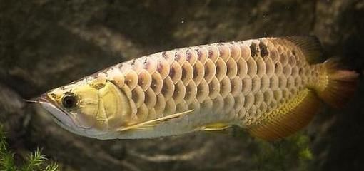 老虎魚活餌最佳尺寸，老虎魚活餌尺寸變化規(guī)律,老虎魚活餌喂養(yǎng)頻率建議