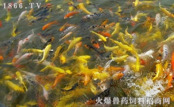 紅龍魚品牌等級劃分圖解視頻大全，紅龍魚品牌品牌等級劃分圖解視頻大全 水族問答