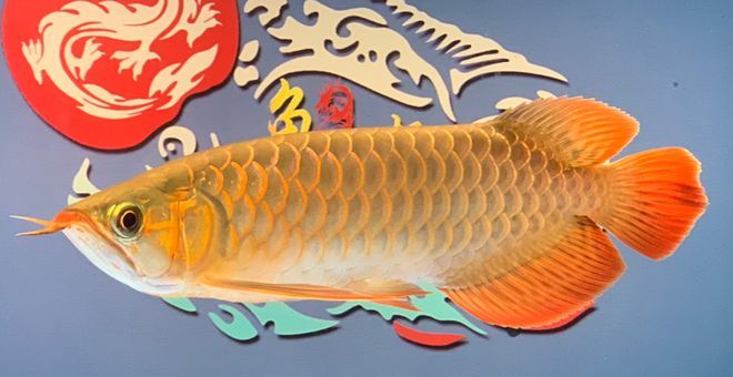 禁止進出口龍魚，龍魚國際貿(mào)易最新規(guī)定 龍魚百科 第2張