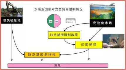 禁止進出口龍魚，龍魚國際貿(mào)易最新規(guī)定 龍魚百科 第5張