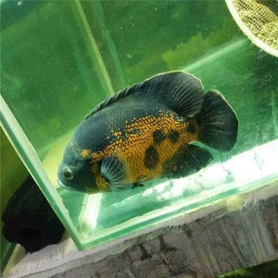 繁殖后元寶鳳凰魚飼料選擇，繁殖后的元寶鳳凰魚飼料選擇上需要注意的技巧 元寶鳳凰魚百科 第2張