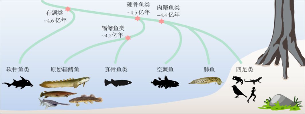 肺魚基因組與人類基因組差異，肺魚與人類基因組的差異 觀賞魚市場（混養(yǎng)魚） 第4張