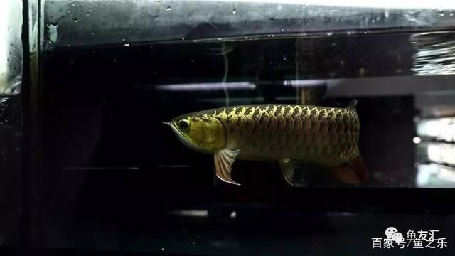 龍魚改口吃飼料怎么辦，如何讓龍魚改口吃飼料 龍魚百科 第5張