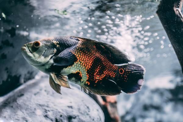 銀河星鉆魚(yú)繁殖飼料搭配，銀河星鉆魚(yú)的繁殖飼料搭配